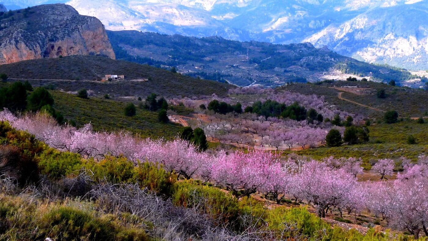 Aitana desde la Font de Partegat 