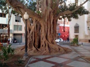 Arboles-centenarios-en-la-plaza-gabriel-miro