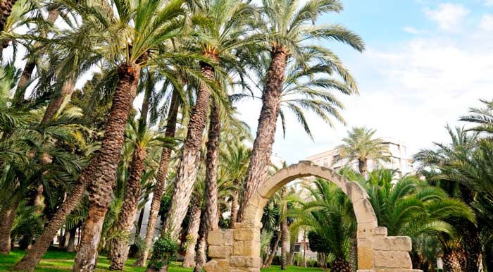 El Palmeral de Elche: Patrimonio de la humanidad