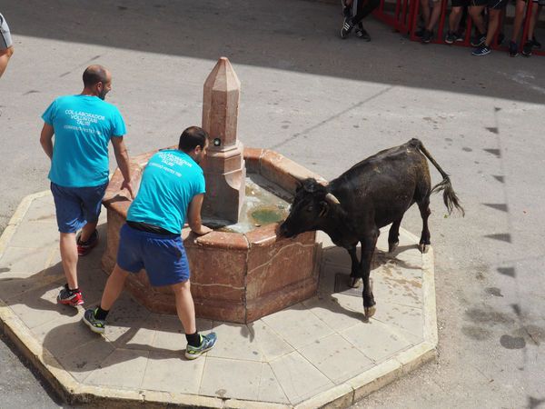 Entrada de las Vacas de Tibi en Alicante 