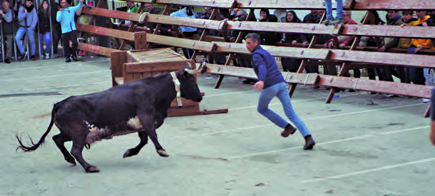 Entrada de las Vacas de Tibi en Alicante 
