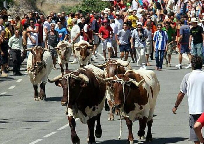 Entrada de las Vacas de Tibi en Alicante