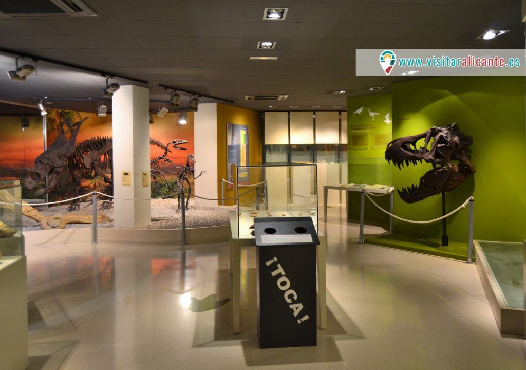 Museo Paleontológico de Elche
