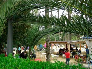 Parque El Palmeral Alicante cómo llegar