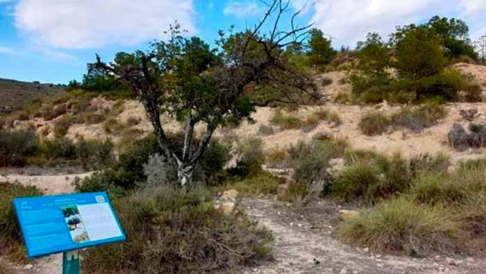 ruta senderismo en campello