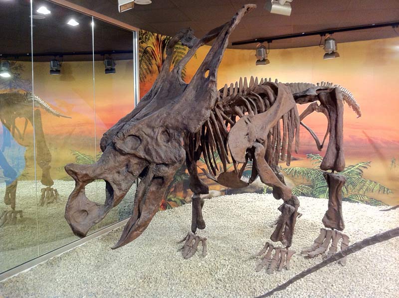 Visita con niños al Museo Paleontológico de Elche