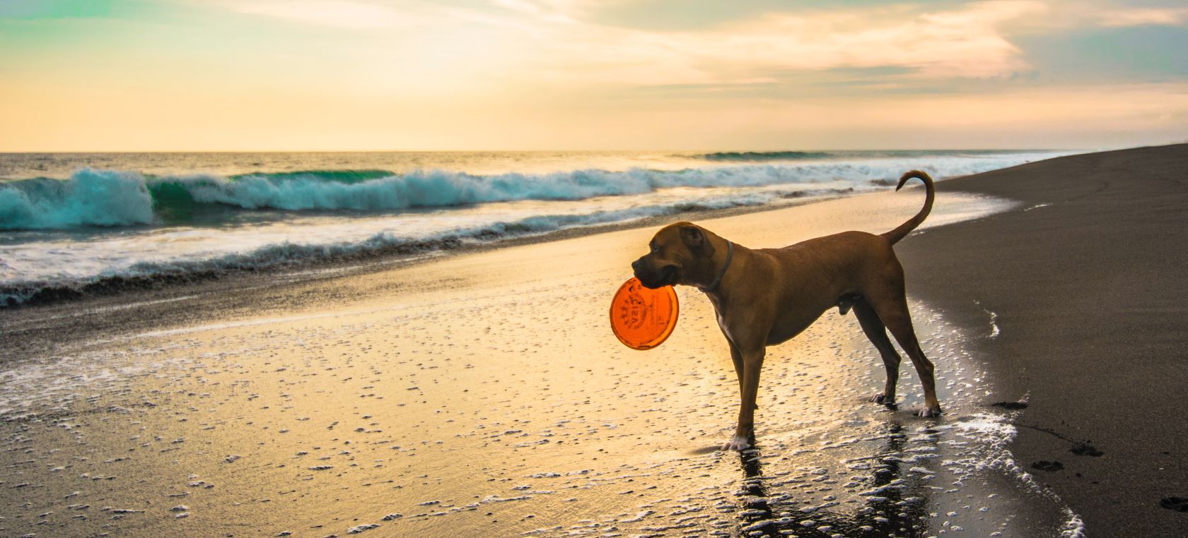  playa canina Cala Mosca