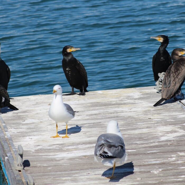 san jose obrero monovar sax